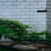 Zielony nalot na ścianie budynku